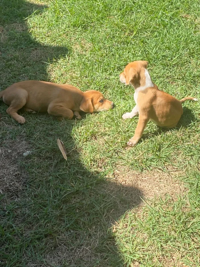 Cachorro raça SRD-ViraLata idade Abaixo de 2 meses nome Caramelo e Cauã