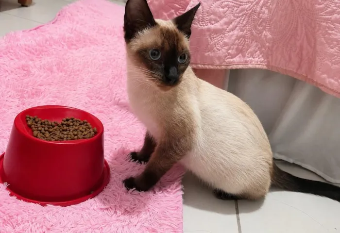 Gato raça Siamês idade 1 ano nome kakau