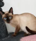kakau