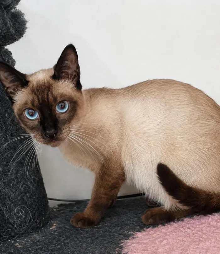 Gato raça Siamês idade 1 ano nome kakau