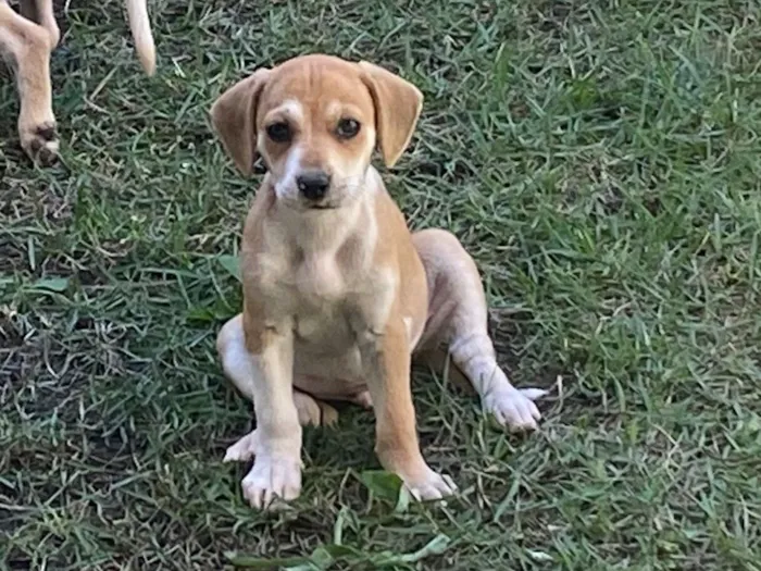 Cachorro raça SRD-ViraLata idade Abaixo de 2 meses nome Caramelo e Cauã