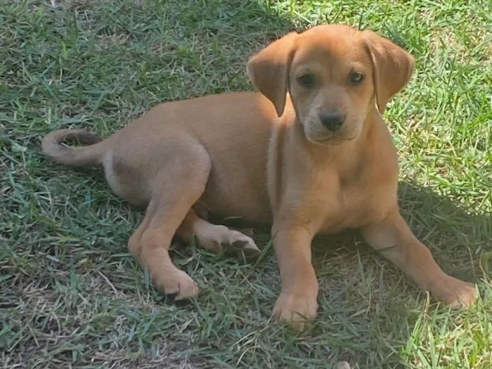 Cachorro raça SRD-ViraLata idade Abaixo de 2 meses nome Caramelo e Cauã
