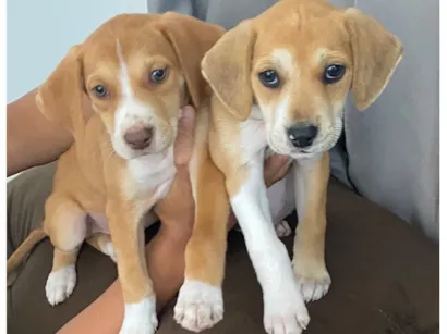 Cachorro raça SRD-ViraLata idade Abaixo de 2 meses nome Caramelo e Cauã