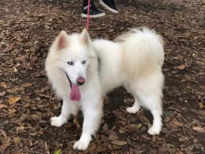 Cachorro raça SRD-ViraLata idade 6 ou mais anos nome Uber