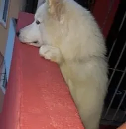 Cachorro raça SRD-ViraLata idade 6 ou mais anos nome Uber