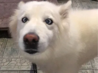 Cachorro raça SRD-ViraLata idade 6 ou mais anos nome Uber