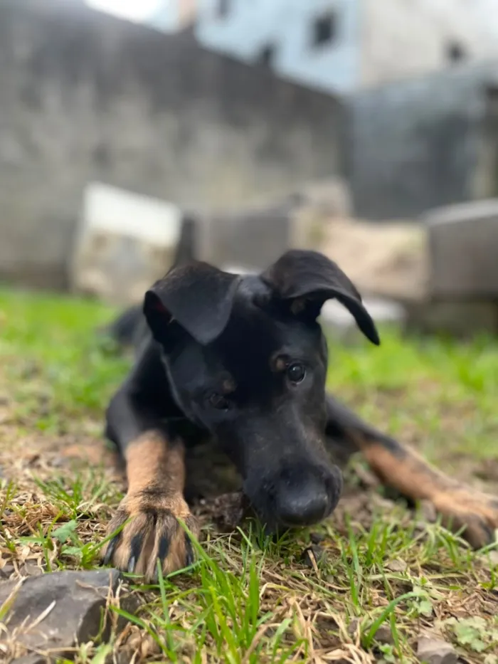 Cachorro raça SRD-ViraLata idade 7 a 11 meses nome Mufasa 