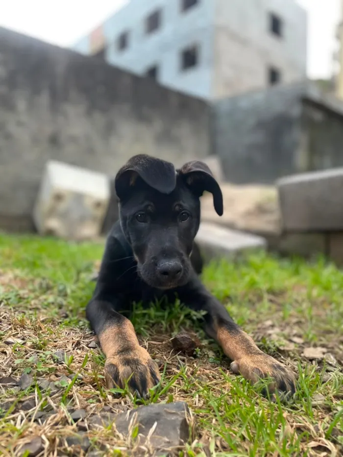 Cachorro raça SRD-ViraLata idade 7 a 11 meses nome Mufasa 