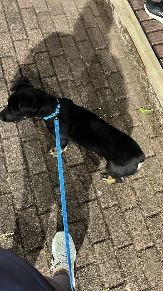 Cachorro raça SRD-ViraLata idade 7 a 11 meses nome Mufasa 