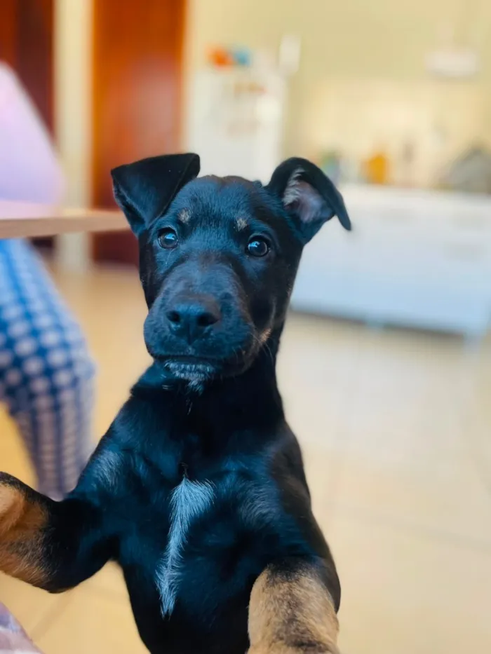 Cachorro raça SRD-ViraLata idade 7 a 11 meses nome Mufasa 