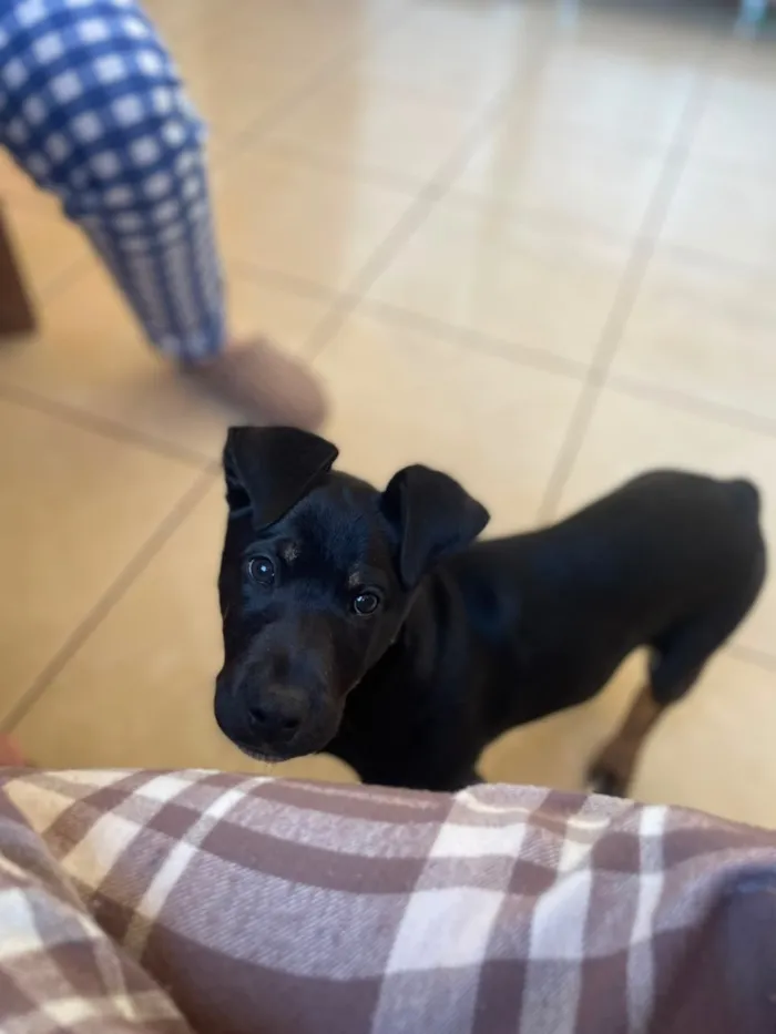 Cachorro raça SRD-ViraLata idade 7 a 11 meses nome Mufasa 
