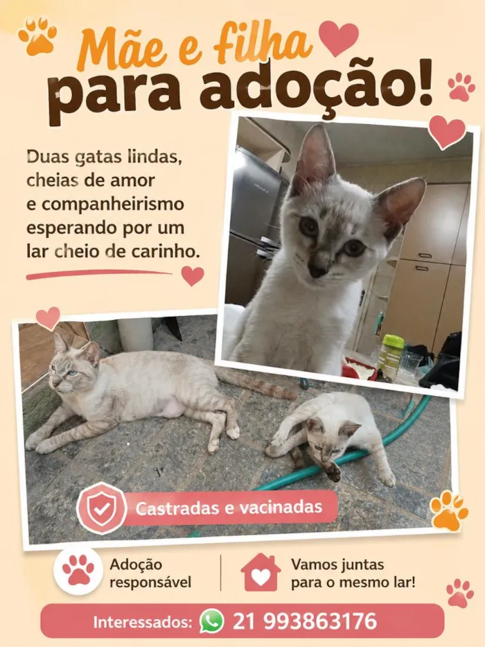 Gato raça SRD-ViraLata idade 2 a 6 meses nome Chica e Lili