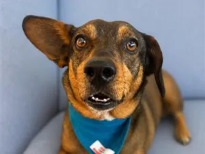 Cachorro raça SRD-ViraLata idade 2 anos nome Osvaldo