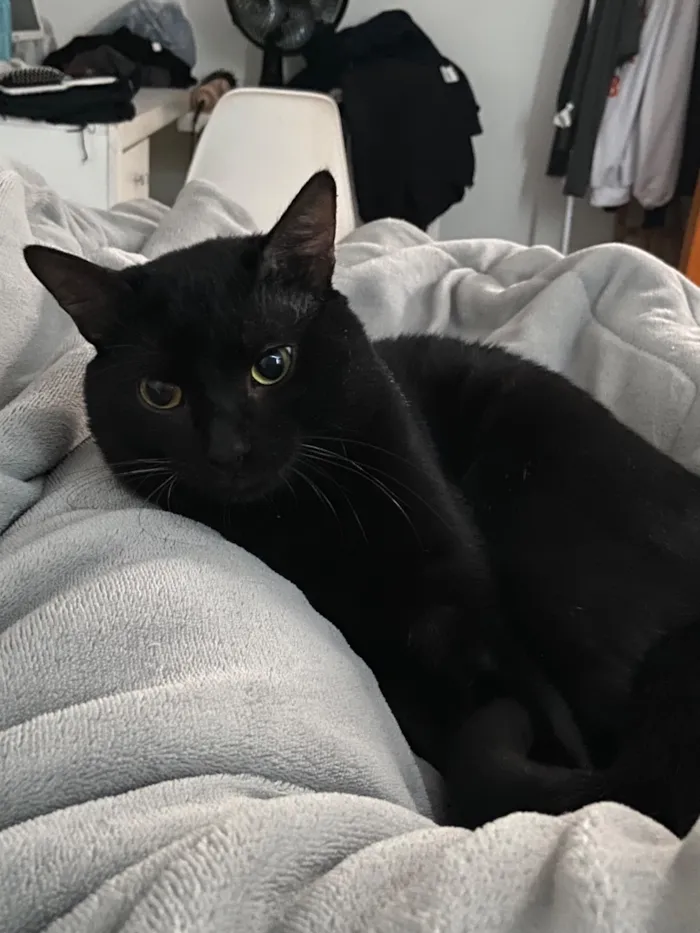 Gato raça SRD-ViraLata idade 1 ano nome Shoyu