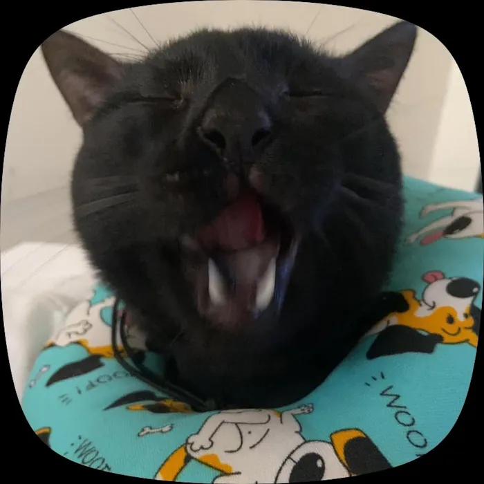 Gato raça SRD-ViraLata idade 1 ano nome Shoyu