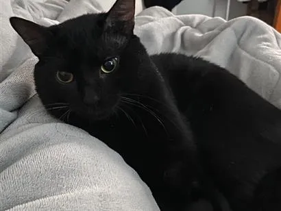Gato raça SRD-ViraLata idade 1 ano nome Shoyu