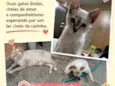 Chica e Lili