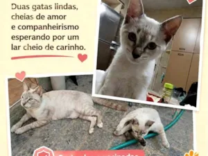 Gato raça SRD-ViraLata idade 2 a 6 meses nome Chica e Lili