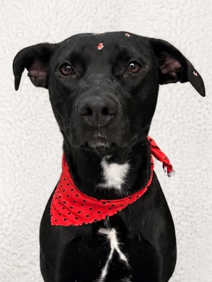 Cachorro raça SRD-ViraLata idade 1 ano nome Lua
