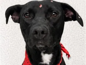Cachorro raça SRD-ViraLata idade 1 ano nome Lua