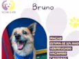 Bruno