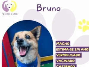 Cachorro raça SRD-ViraLata idade 4 anos nome Bruno