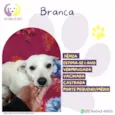 Branca