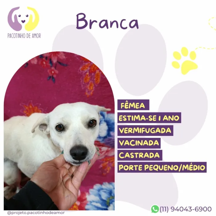 Cachorro raça SRD-ViraLata idade 1 ano nome Branca