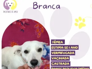 Cachorro raça SRD-ViraLata idade 1 ano nome Branca