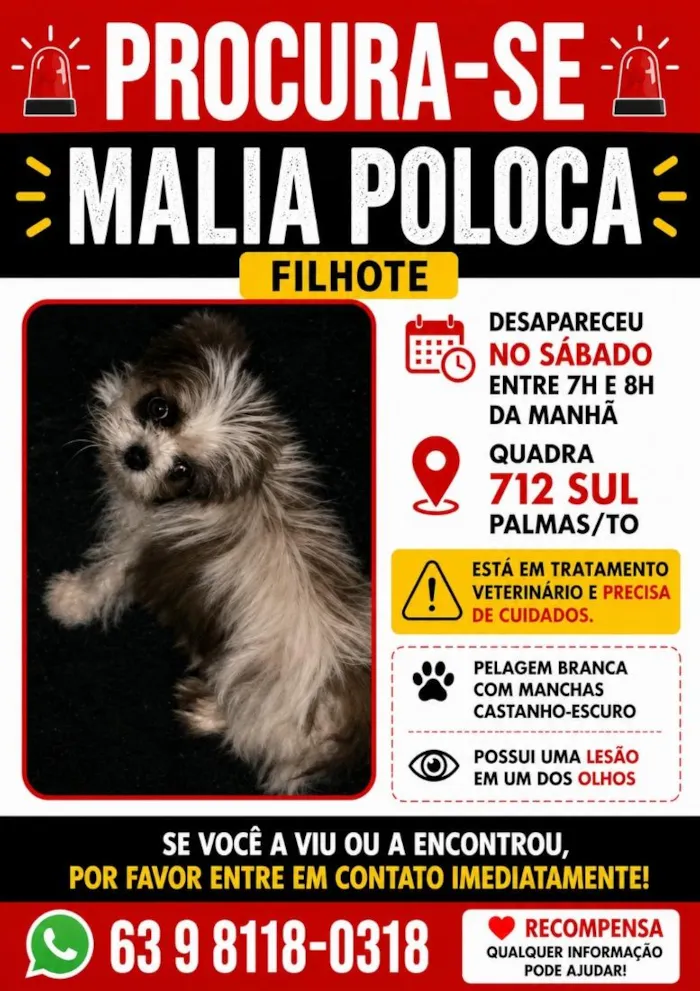 Cachorro raça Shitzu idade 2 a 6 meses nome Malia Poloca