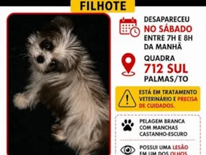 Cachorro raça Shitzu idade 2 a 6 meses nome Malia Poloca