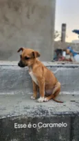 Caramelo