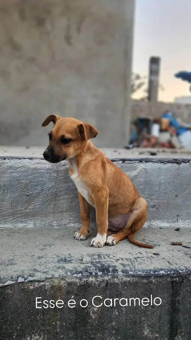Cachorro raça SRD-ViraLata idade 2 a 6 meses nome Caramelo