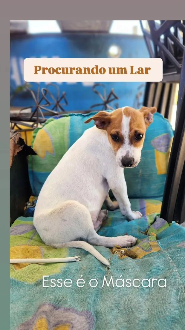 Cachorro raça SRD-ViraLata idade 2 a 6 meses nome Máscara