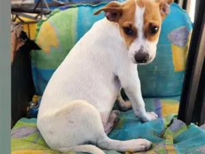 Cachorro raça SRD-ViraLata idade 2 a 6 meses nome Máscara