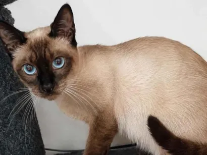 Gato raça Siamês idade 1 ano nome kakau