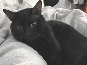 Gato raça SRD-ViraLata idade 1 ano nome Shoyu