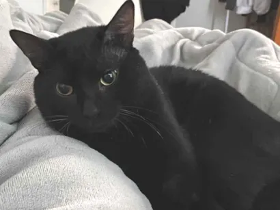 Gato raça SRD-ViraLata idade 1 ano nome Shoyu