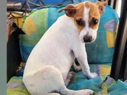 Cachorro raça SRD-ViraLata idade 2 a 6 meses nome Máscara