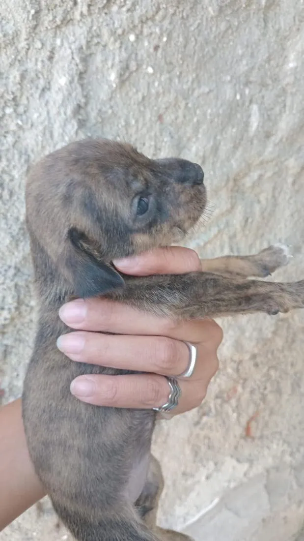 Cachorro raça SRD-ViraLata idade Abaixo de 2 meses nome marron
