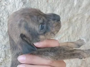 Cachorro raça SRD-ViraLata idade Abaixo de 2 meses nome marron