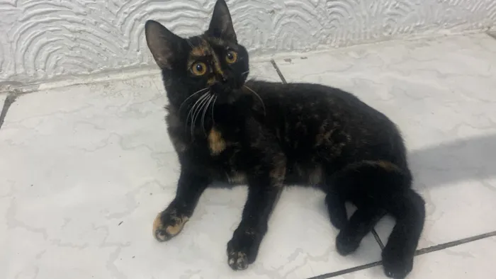 Gato raça SRD-ViraLata idade 2 a 6 meses nome Nutella