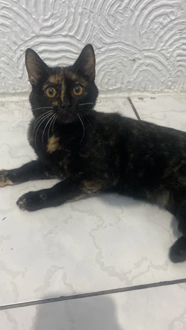 Gato raça SRD-ViraLata idade 2 a 6 meses nome Nutella