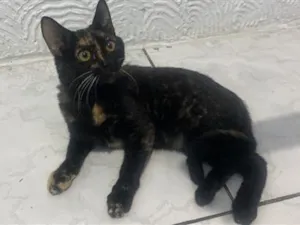 Gato raça SRD-ViraLata idade 2 a 6 meses nome Nutella