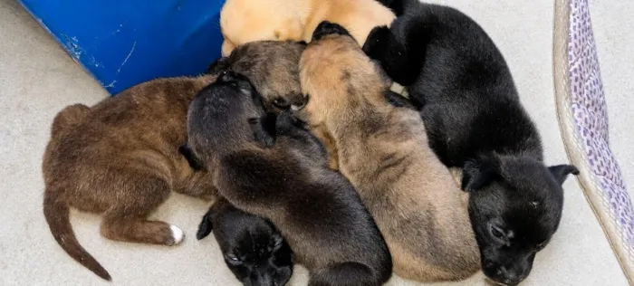 Cachorro raça SRD-ViraLata idade Abaixo de 2 meses nome Filhotinhos