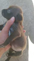 pretinha