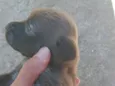 pretinha