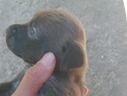 Cachorro raça SRD-ViraLata idade Abaixo de 2 meses nome pretinha