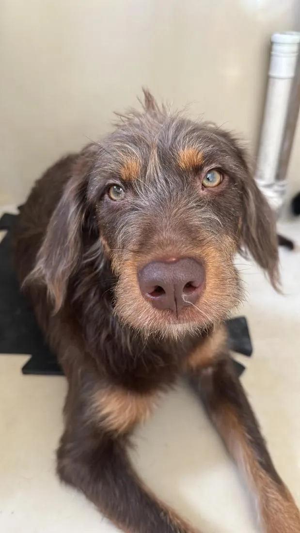 Cachorro raça SRD-ViraLata idade 1 ano nome Maria Flor
