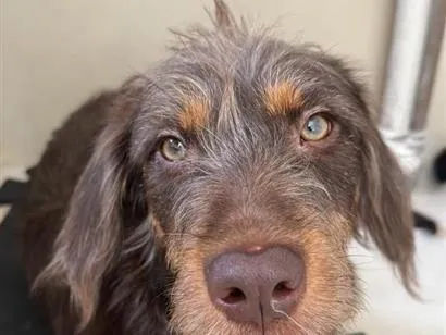 Cachorro raça SRD-ViraLata idade 1 ano nome Maria Flor